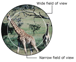 Illustration of field of view