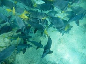 Fish in the Galapagos shot with an underwater camera