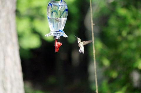 The%20Pentax%20K-30%20captures%20a%20hummingbird%20in%20mid-wingbeat