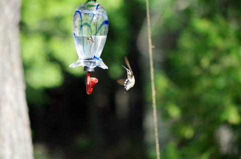 The%20Pentax%20K-30%20catures%20a%20hummingbird%20in%20flight