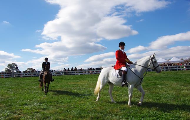 Horses and riders