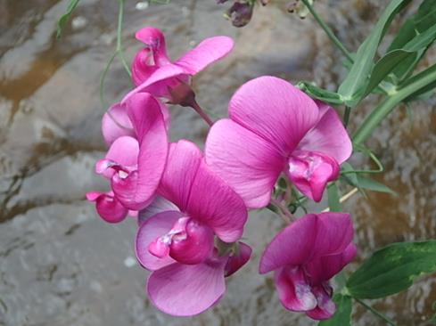 Pink flowers growing by the Rio Grande