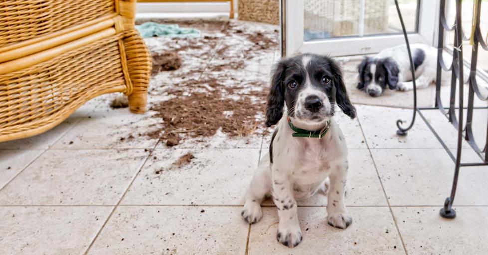 With a fully-loaded pet cam, maybe you can put a stop to pet shenanigans before the situation gets too messy.