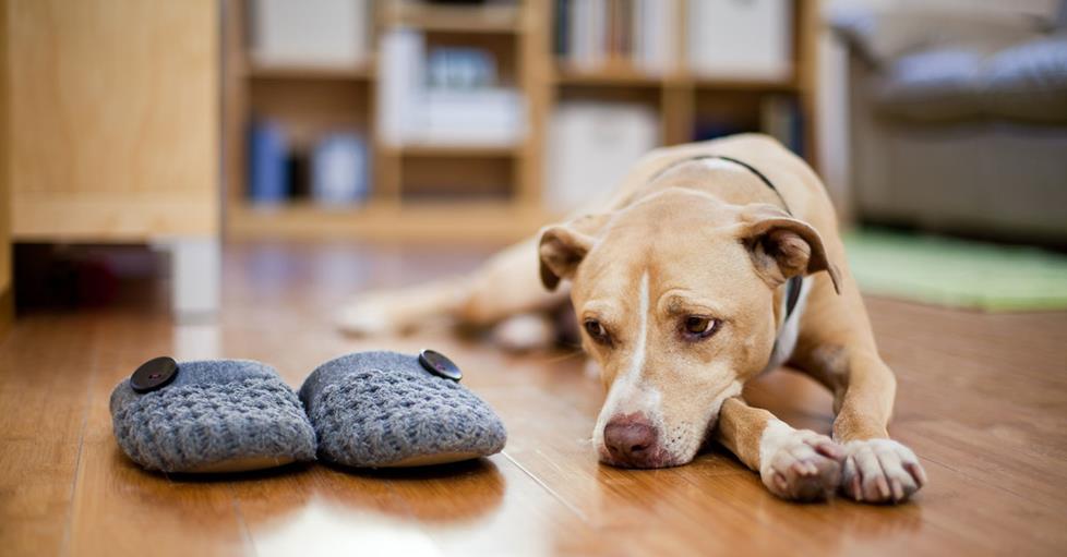 If you can see that your pup is lonely all day, you can look into solutions that will keep him happy, and away from your slippers.