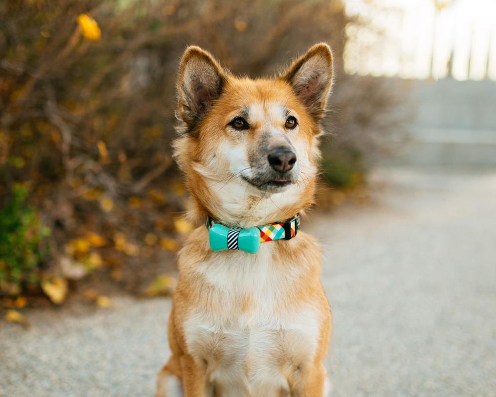 Dog wearing a Wonder Woof fitness tracker.