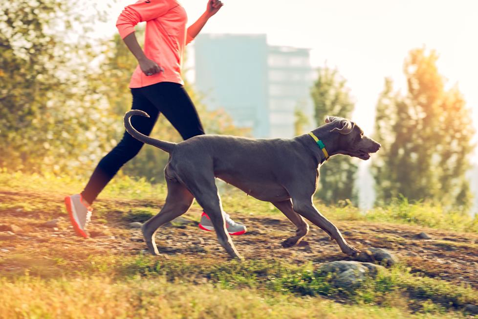 A dog wearing a fitness collar running with her owner.
