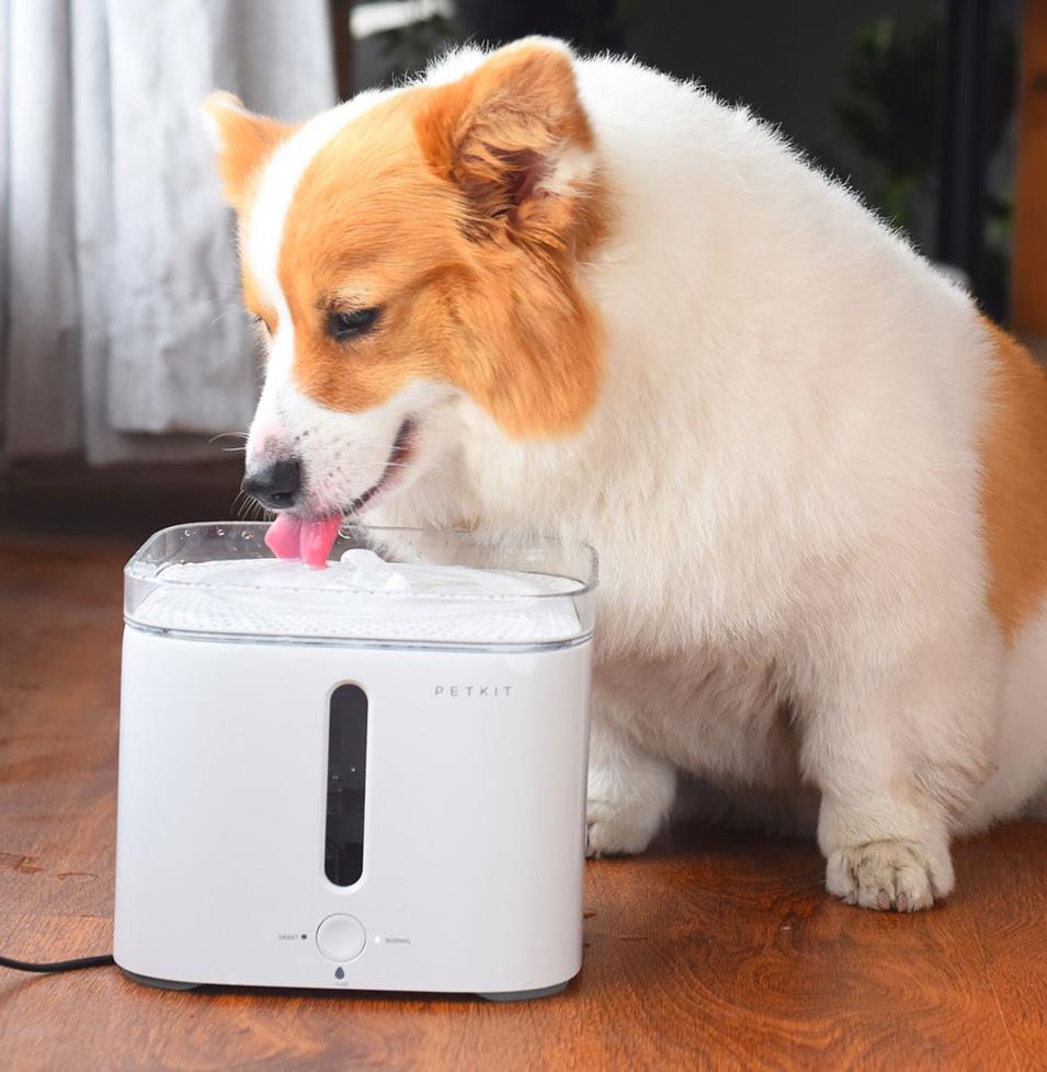 Photo of a dog drinking out of a Pet Kit Eversweet water fountain.