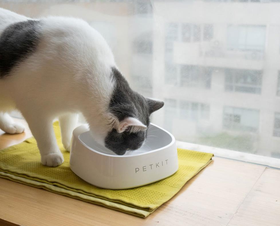 Photo of cat eating out of a Pet Kit Fresh bowl.