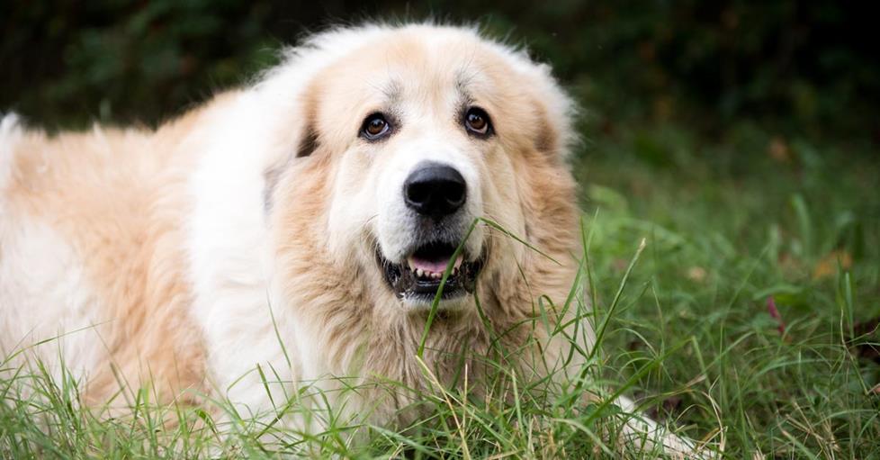 Dog resting in the grass