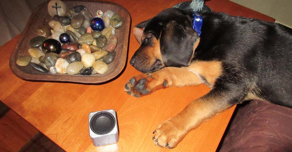 Dog napping with PetTunes