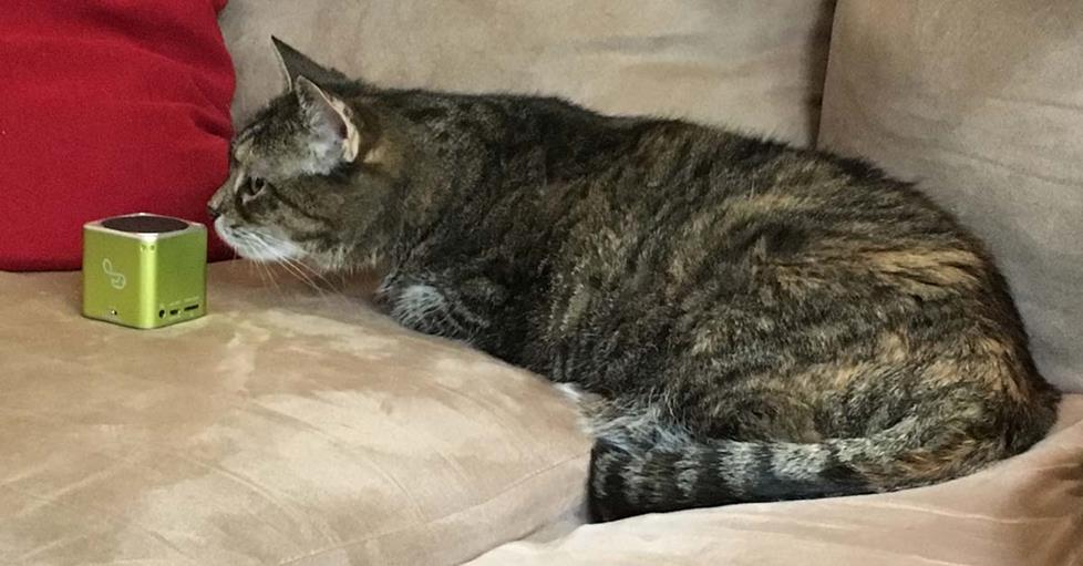 Cat listening to PetTunes on a sofa