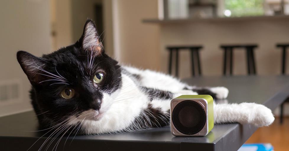 Parker the cat listening to PetTunes