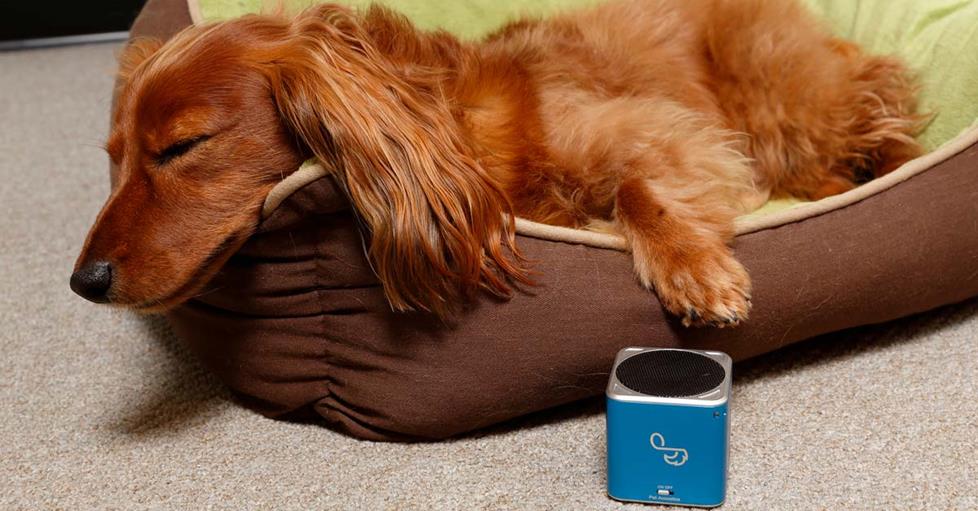 Dogs like music too
