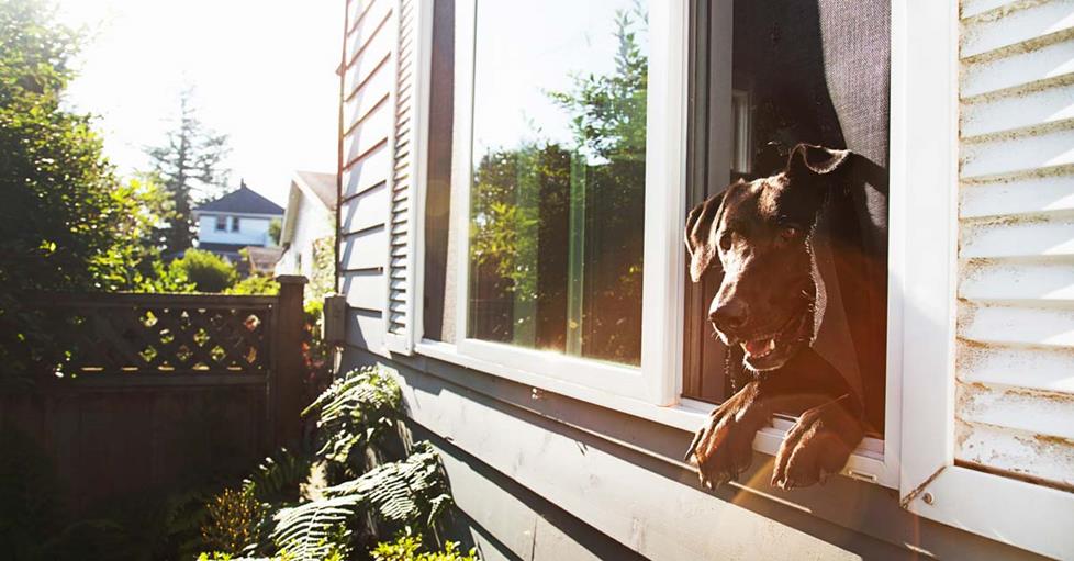 Dog trying to escape through a window