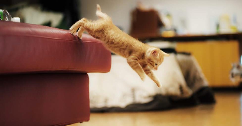 Kitten jumping of a sofa