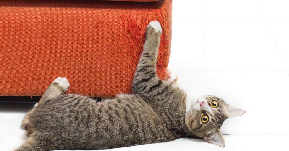 Kitten scratching fabric sofa