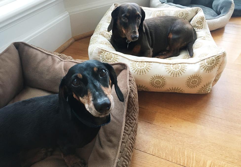 Lincoln and Enzo