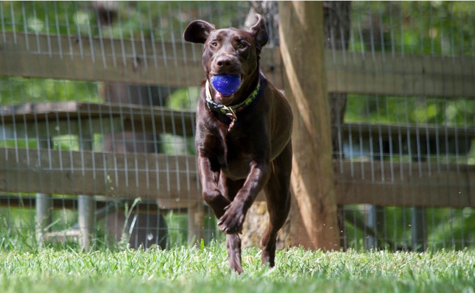 Active dog Colbie