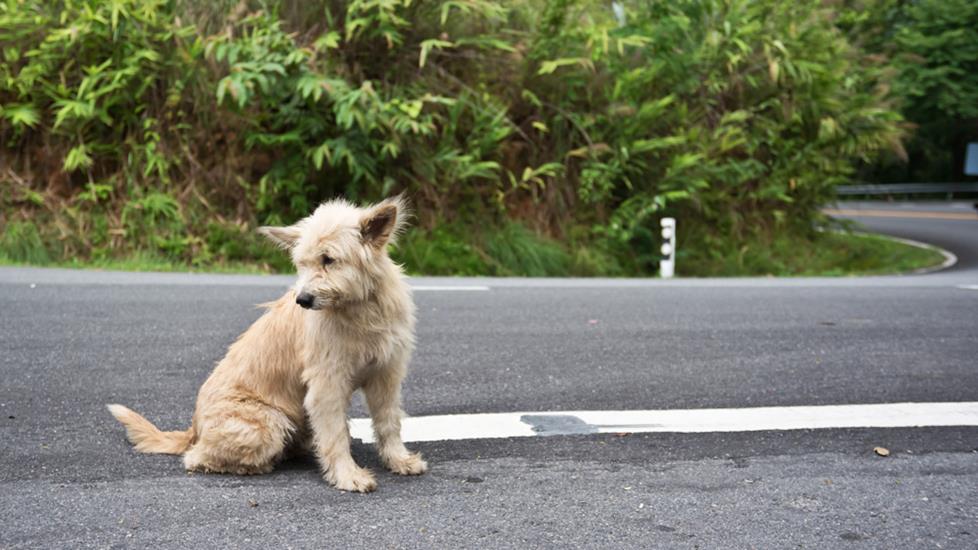 Lost dog in the road