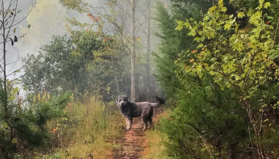 Nina on a hike