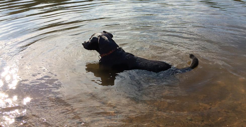Lulu in the water