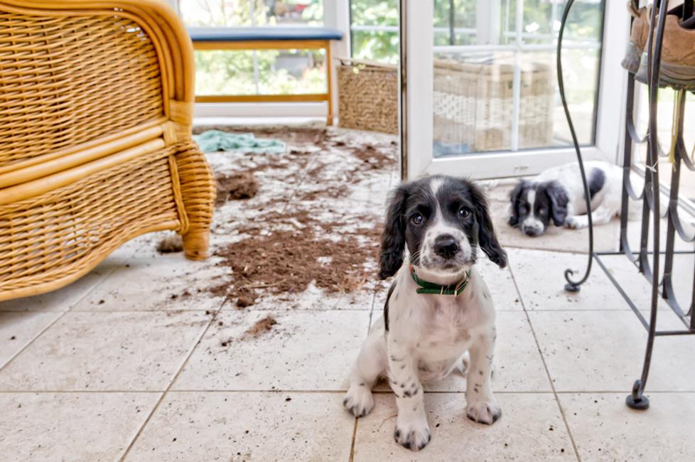 Bad dogs