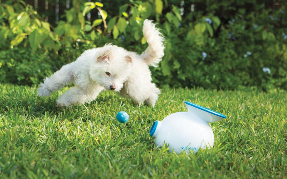 playing fetch