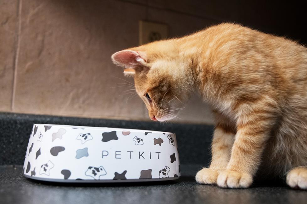 Cat eating