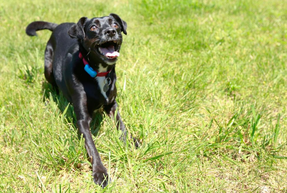 Lulu being active