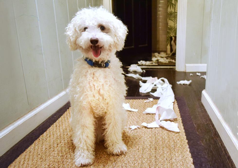 Bad dog!