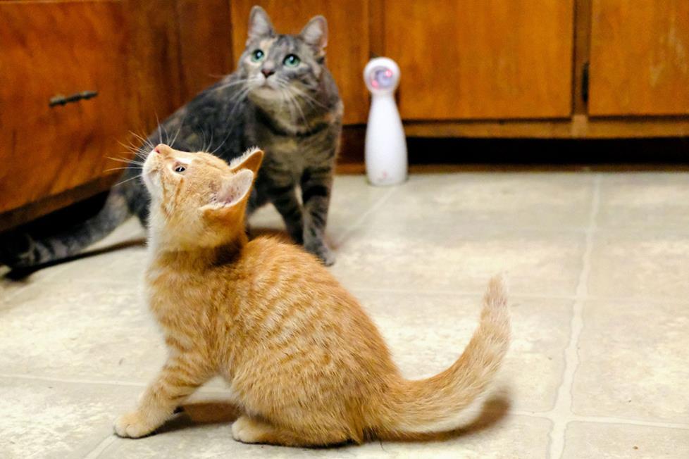 Laser cats