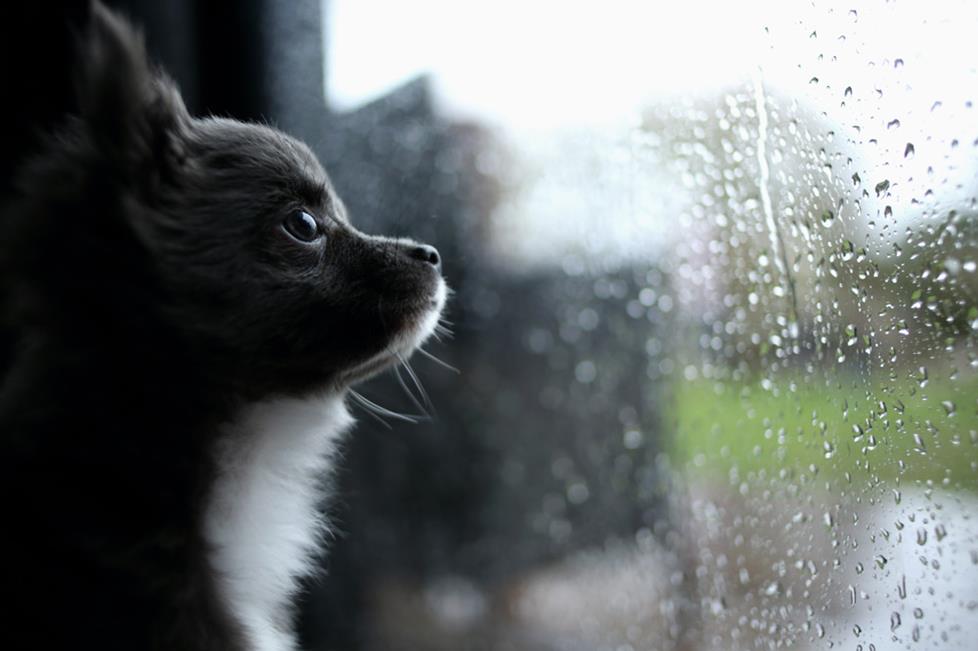 Sad dog