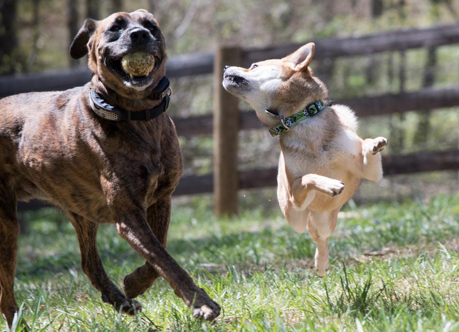 Two dogs