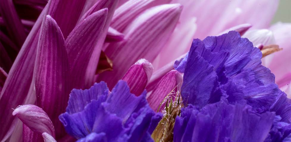 reverse macro ring photo example