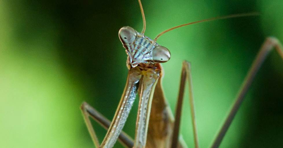 praying mantis up close