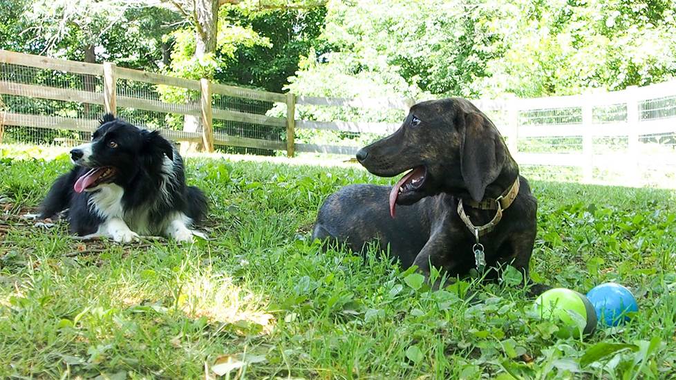 Two happy dogs laying in the grass with a fence behind them
