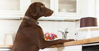 Belkin WeMo NetCam lets you tell your dog to get off the counter.