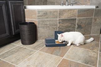 Keep your pet on a healthy feeding schedule even when you're away.