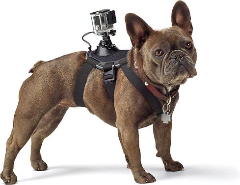 Ever wonder what the world looks like for your best buddy? The GoPro Fetch Dog Harness will help you find out.
