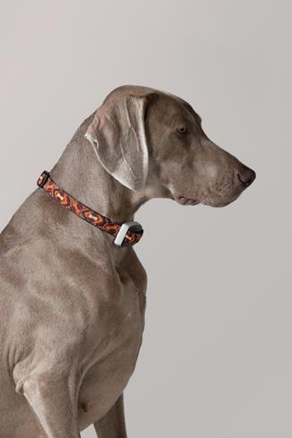 The Garmin Delta SmartT dog training system helps you correct behavior problems so you and your dog can live together in peace.