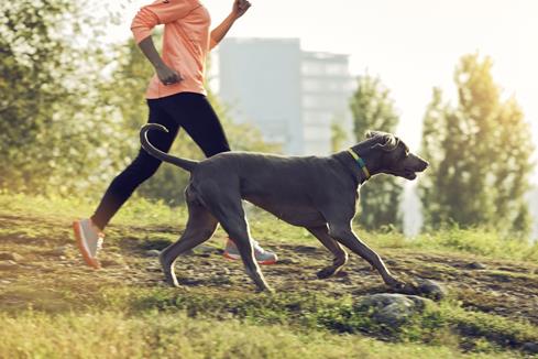 FitBark helps you and your pet live a long, healthy, happy life together.