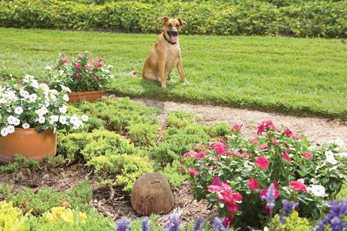 This guy digs flowers, but not literally, thanks to the Pawz Away Outdoor Pet Barrier.