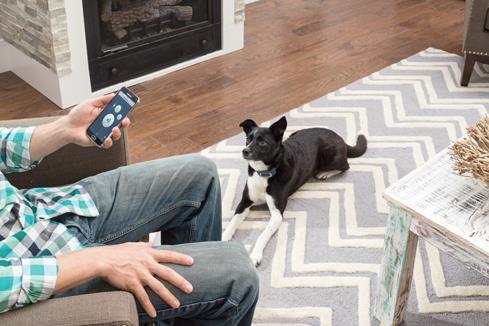 PetSafe's SMART DOG® collar lets you train your pooch with your smartphone and a free training app.