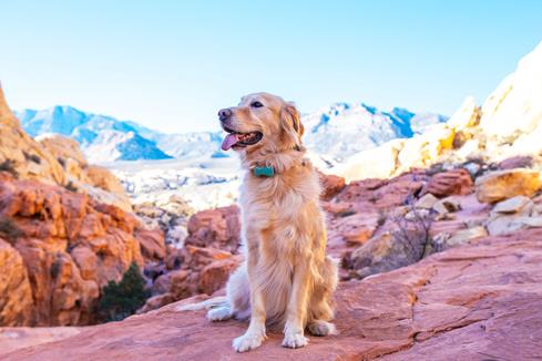 The WonderWoof Bow Tie activity tracker is rugged enough for the most active pooch.