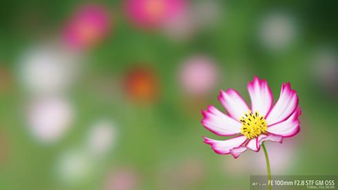 Sony SEL100F28GM FE 100mm f/2.8 STF GM OSS