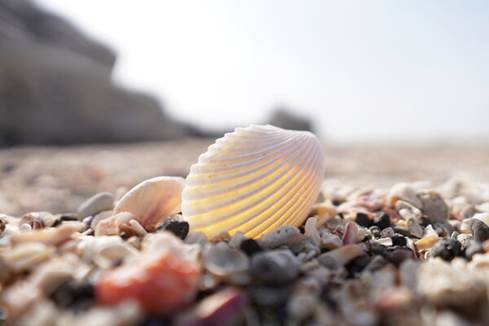 Sony SEL15F14G 15mm f/1.4 Prime Lens