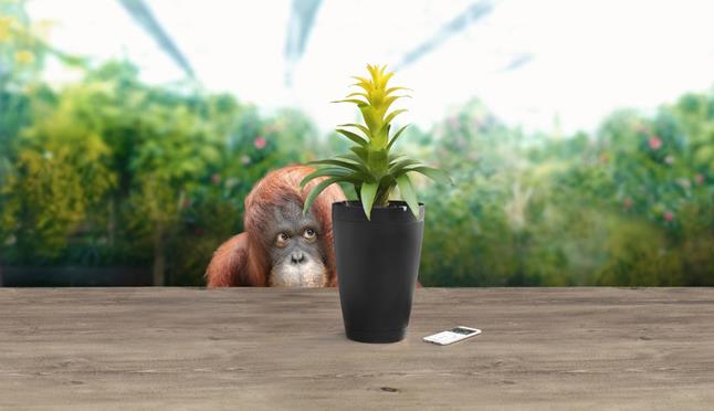 The Parrot Pot is so easy to use, even this house-sitter can't mess it up.