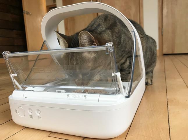 Radar the cat using the SureFeed Microchip Pet Feeder