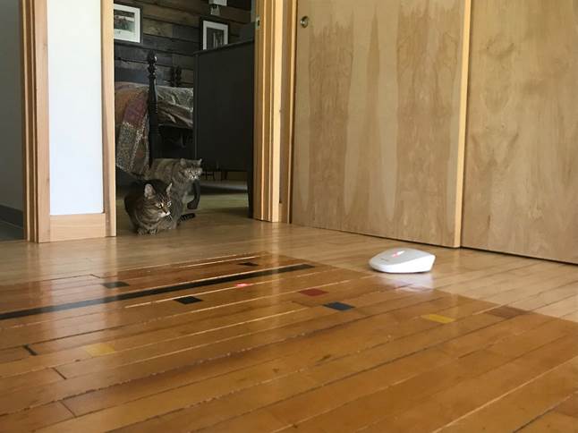 Cats enthralled by PetSafe Laser Chase Cat Toy