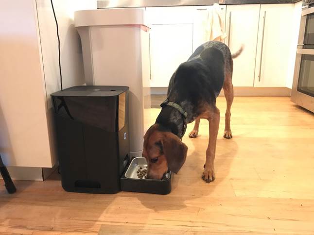 Bluetick Coonhound Abby eats from Petnet SmartFeeder
